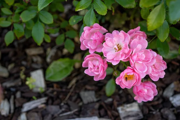 Kis rózsa virágok elmosódott zöld háttér virágzik a kertben. — Stock Fotó
