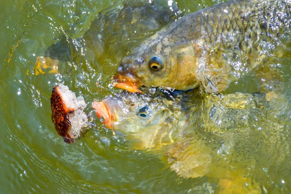 A Big Carps eating bread in a lake — Stock Photo, Image
