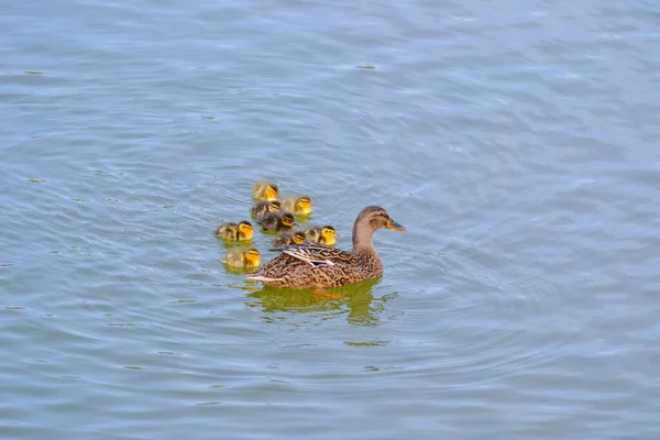 Duck floating in the water with ducklings. — Stock Photo, Image