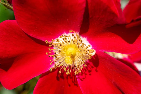 緑の背景に野生の赤いバラの花。マクロクローズアップ — ストック写真