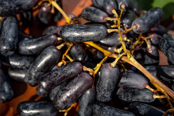 Bando maduro de uvas pretas ladys dedos em um fundo marrom. Macro close up. Foco seletivo — Fotografia de Stock