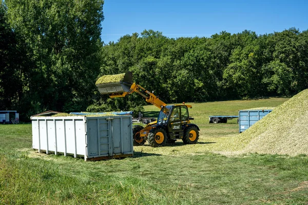 フランス、ラゲピエ25.08.2020牛の飼料用ソルガムシラージュの準備. — ストック写真