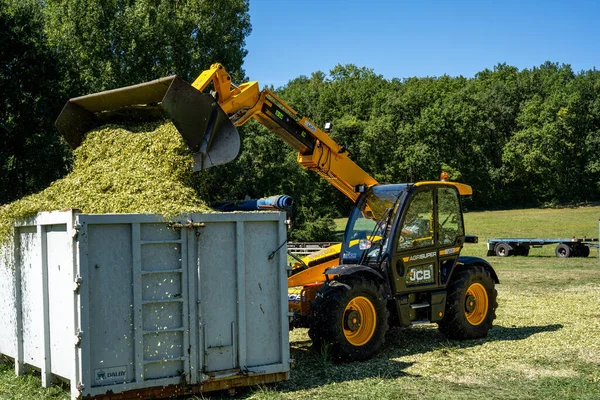 Laguepie, Francja 25.08.2020 Przygotowanie kiszonki sorgo do karmienia bydła. — Zdjęcie stockowe