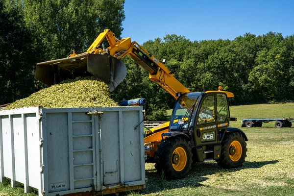 Laguepie, Francja 25.08.2020 Przygotowanie kiszonki sorgo do karmienia bydła. — Zdjęcie stockowe