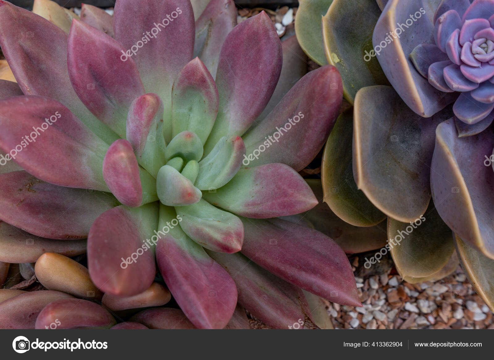 多肉植物の様々なタイプの開花ハウス植物 簡単なケア植物 バラと紫の色 ストック写真 C Elinaxx1v