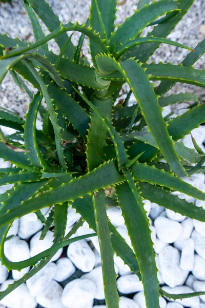 Zweige Eines Aloe Strauches Schließen Sich Aloe Pflanze Gesundheitswesen Und — Stockfoto