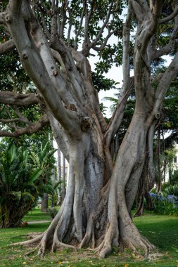 Banyan Ağacı tropik Hint incir ağacı Ficus benghalensis Fransız şehri Beaulieu-sur-Mer 'deki parkta. Büyük manzaralı ağaç.
