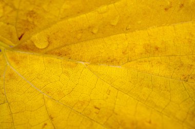 Sarı renkli yaprak dokusu, doğadan gelen yeşillik ayrıntıları, sonbahar havası. Makro yakın plan