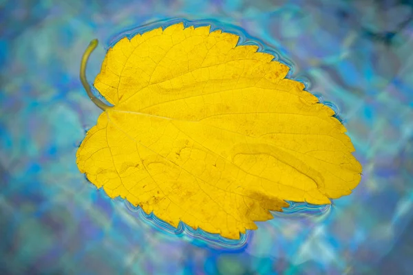 黄色の葉は スイミングプールの水に浮かぶ 乾燥した葉は水に浮かぶ木から落ちた マクロ写真 — ストック写真