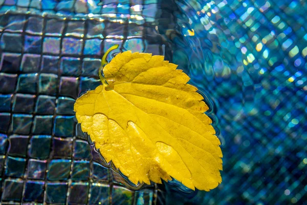 黄色の葉は スイミングプールの水に浮かぶ 乾燥した葉は水に浮かぶ木から落ちた マクロ写真 — ストック写真