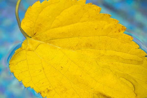 Yellow leaf floats in the swimming pool water. Dry leaf fallen from a tree floating in a water. Macro photo