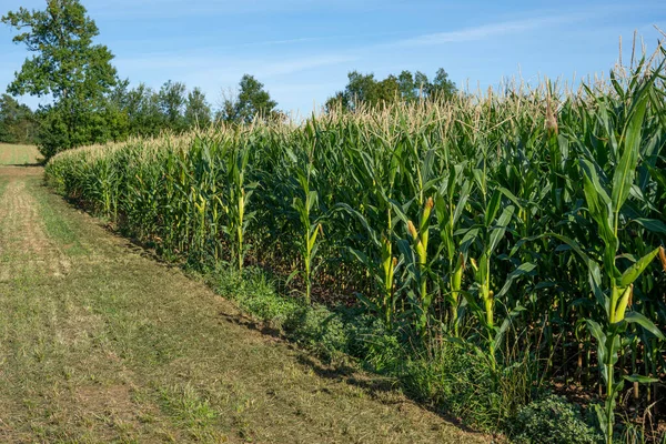 A green field of corn growing up in the autumne. Rows of fresh unpicked corns.