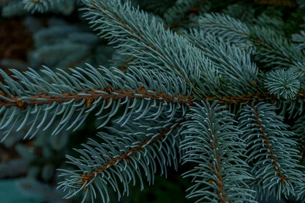 Блакитна Гілка Дерева Зимовий Настрій Темний Фон Крупним Планом — стокове фото