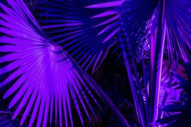 Tropik palmiye yaprakları, koyu mor renk. Çiçek desenli arka plan, gerçek fotoğraf.. 