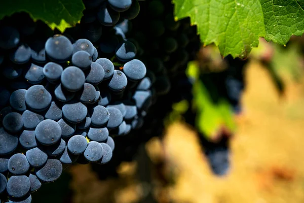 葡萄藤上成熟红葡萄酒串的特写 有选择地聚焦 — 图库照片