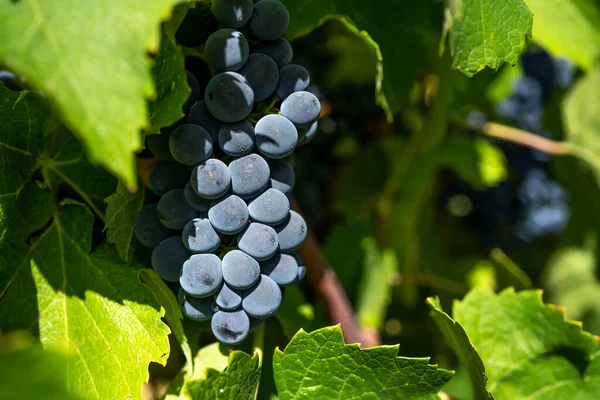 Close Cachos Uvas Vinho Tinto Maduro Videira Foco Seletivo — Fotografia de Stock