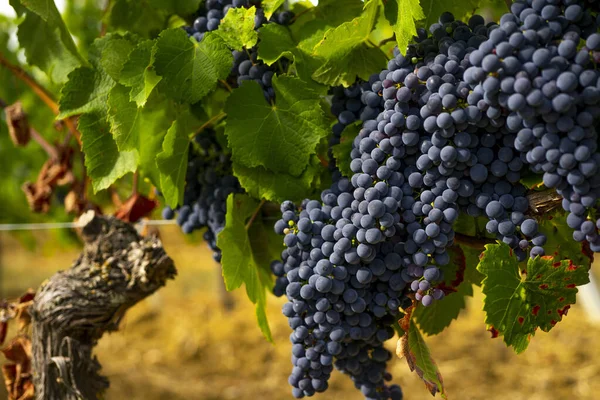 Close Cachos Uvas Vinho Tinto Maduro Videira Foco Seletivo — Fotografia de Stock