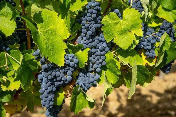 Close Cachos Uvas Vinho Tinto Maduro Videira Foco Seletivo — Fotografia de Stock