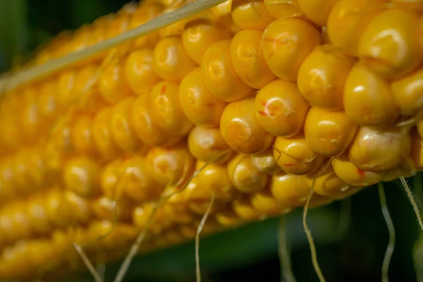 Blured focus. Closeup corn on the stalk in the corn field. Fresh corn on cobs. Soft focus background