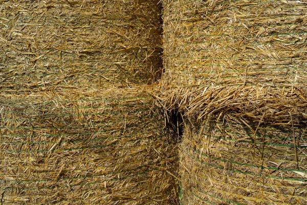 The hay storage shed full of bales on farm, Rural land cowshed farm. Autumn season