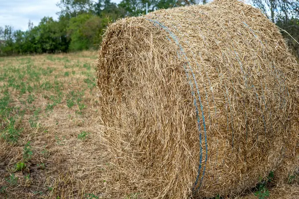 Una Rotoballa Paglia Giace Sul Campo Dopo Raccolto Dei Cereali — Foto Stock