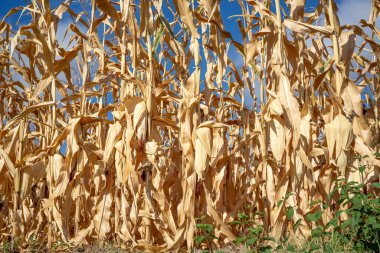 Kuru mısır, mısır koçanları ve kırsal kesimde uçuşuyor. Fransız Çiftliğinde sonbahar. Yüksek kalite fotoğraf