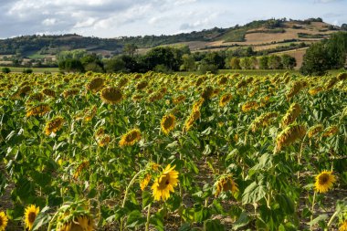 Sarı organik ayçiçeği tarlası. Çiçek açan ayçiçeğinin panoramik görüntüsü. Kırsal alan