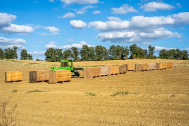 Fransız Bölgesi 'ndeki tarlada soğan hasadı güneşte kuruyor. Traktör karadan soğanları alıyor ve tahta kutulara koyuyor.