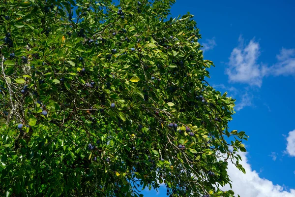 Ameixas Maduras Penduradas Galho Árvore Pronto Para Ser Colhido Vista — Fotografia de Stock