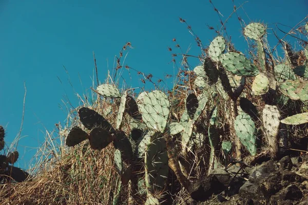 Cactus Sauvage Sur Une Montagne Rocheuse Avec Ciel Bleu Clair — Photo