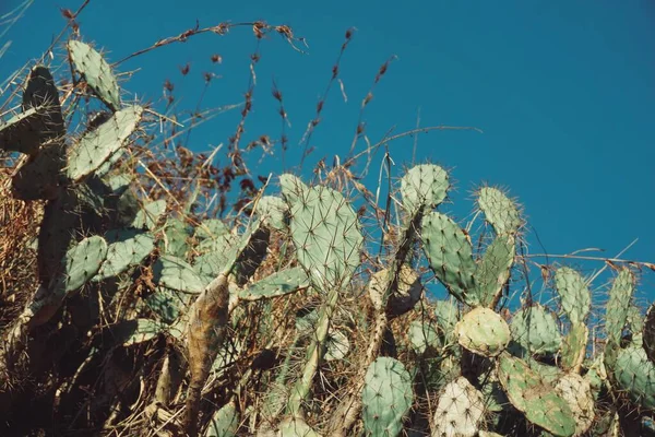 Cactus Salvajes Una Montaña Rocosa Con Cielos Azules Claros Fondo —  Fotos de Stock