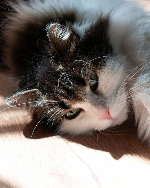 Пухнаста Кішка Лежить Сонці Кіт Розтягнув Лапи Розтягнувся Кіт Рожевим — стокове фото