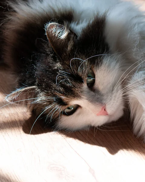 Fluffy Kat Koesteren Zon Kat Strekte Zijn Poten Strekt Zich — Stockfoto