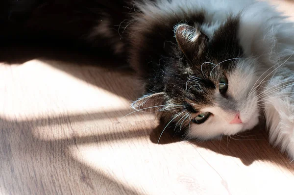 Flauschige Katze Sonnt Sich Der Sonne Die Katze Streckte Ihre — Stockfoto