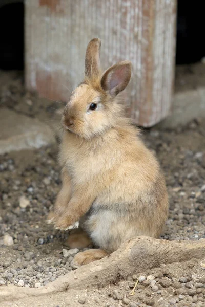 Portrait of a rabbit standing on two legs
