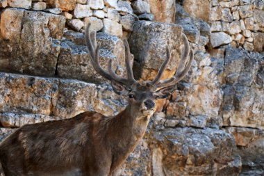 Kızıl bir erkek geyiğin profili.