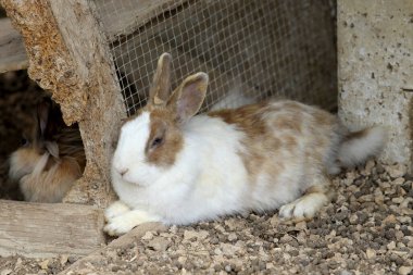 Beyaz bej bir tavşanın dinlenme portresi