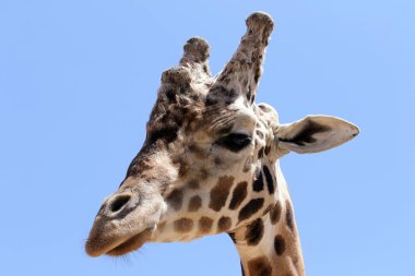 Hayvanat bahçesindeki bir zürafanın portresi