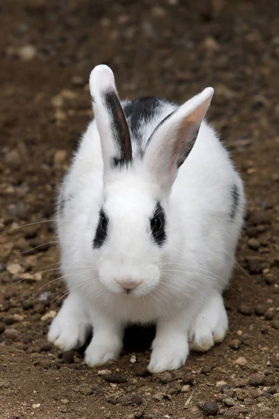 Primer Plano Conejo Blanco Negro — Foto de Stock