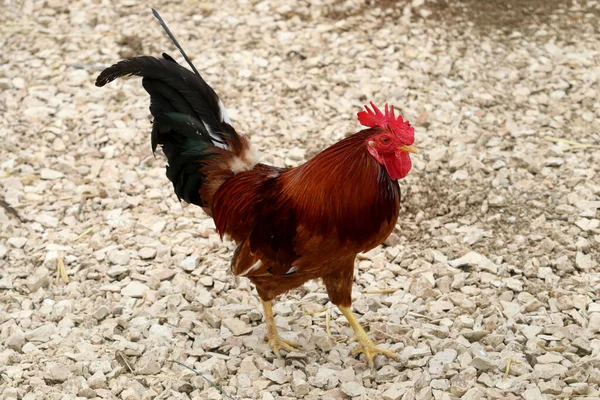 Portrait Proud Cock — Stock Photo, Image