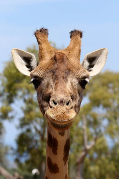 Retrato Una Jirafa Zoológico — Foto de Stock