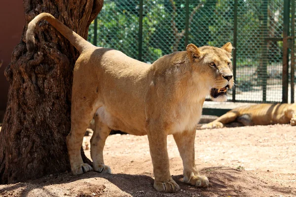 Portrait Lioness Zoo — Stock Photo, Image