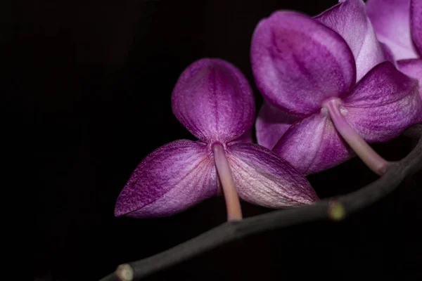 Orchid Flowers Close Dark Background — Stock Photo, Image