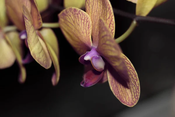 Fleurs Orchidée Rapprochées Sur Fond Sombre — Photo