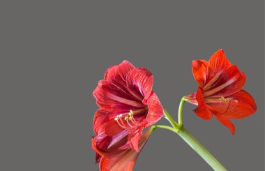çiçek amaryllison gri bir arka plan