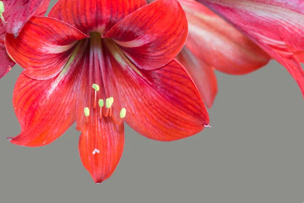 Květ Amaryllison Šedým Pozadím — Stock fotografie