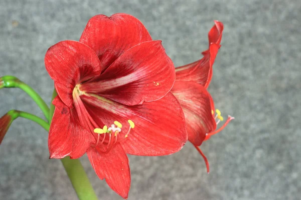 Blume Amaryllion Auf Grauem Hintergrund — Stockfoto