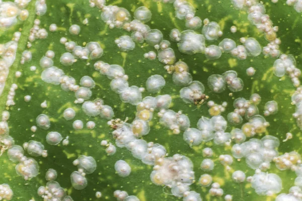 mold on the leaves plants macro