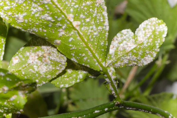 mold on the leaves plants macro