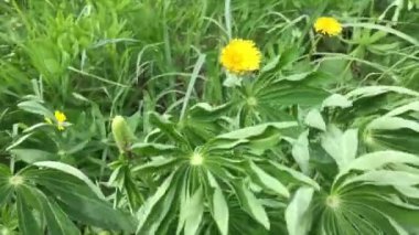 çim ve çiçek rüzgarda sallanan